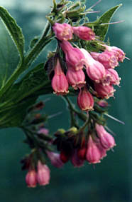 Symphytum 'Langthorne's Pink'